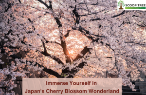 Cherry Blossom