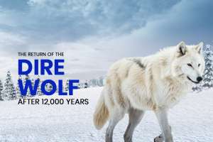 Dire Wolf